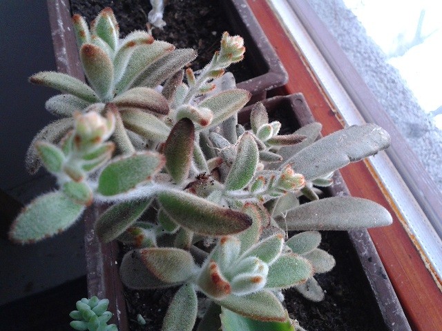 kalanchoe