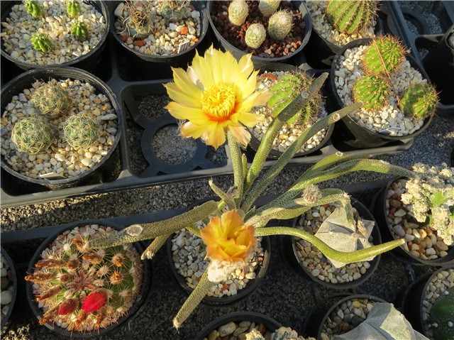 Astrophytum caput medusae                           