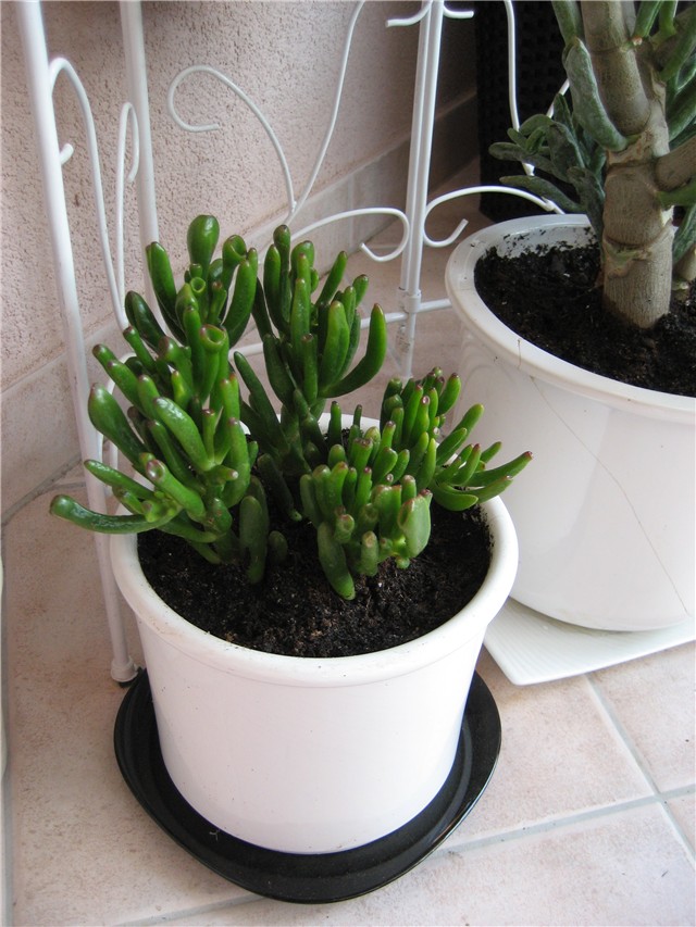 crassula