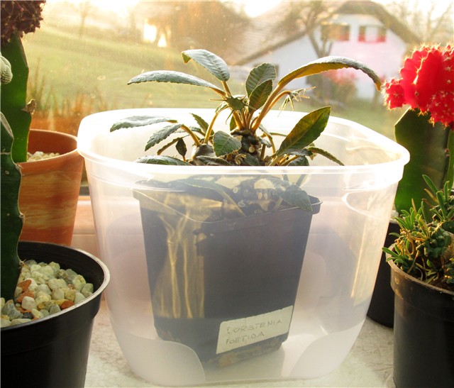 Dorstenia foetida