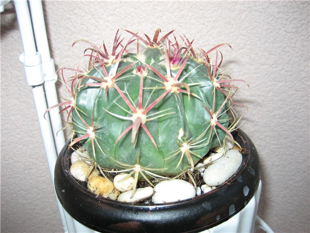 kaktus
