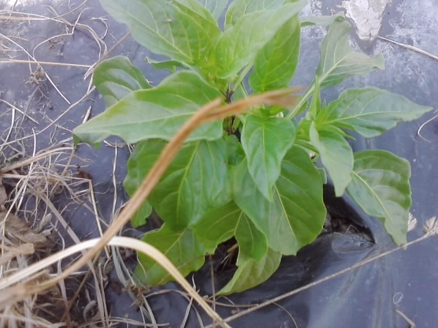 paprika babura