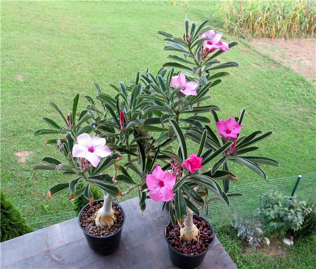 Adenium swazicum 