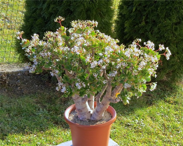 Crassula ovata