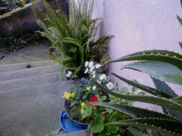 cvijeće za vrt u balkon