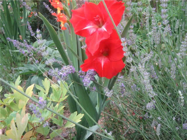 Gladiola