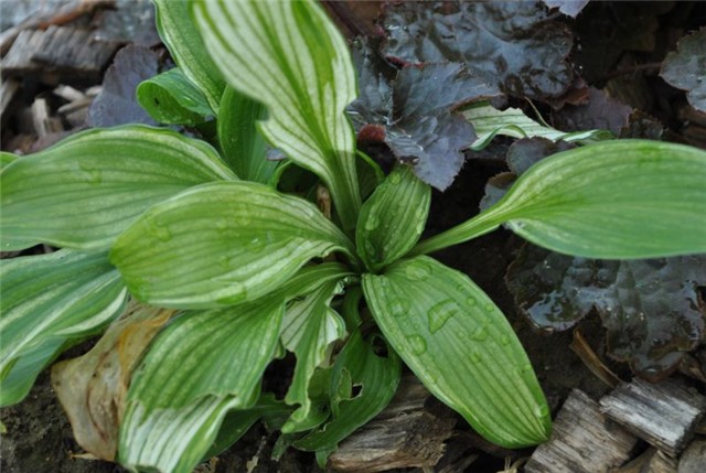 hosta