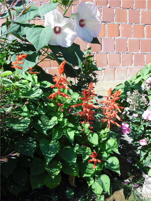 astilbe