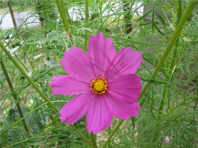 Uresnica (Cosmos)
