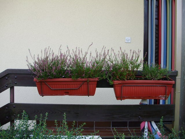 vrijesak%20-%20lat.%20calluna%20