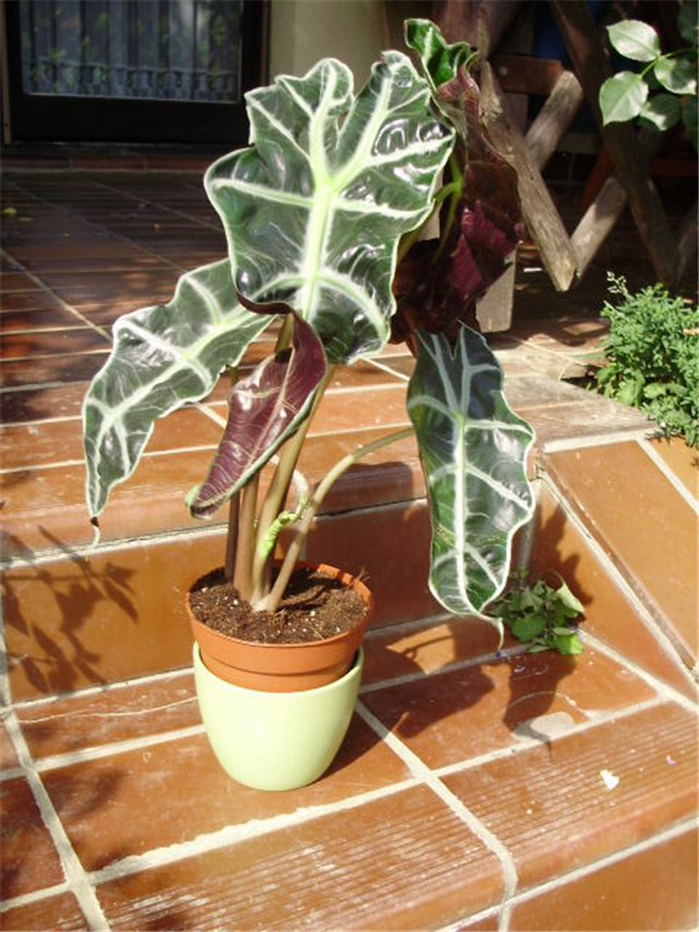 alocasia