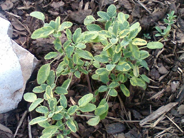 Kadulja, žalfija, kuš (salvia officinalis) 