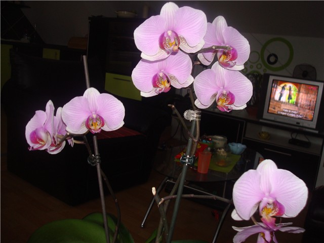 Phalaeonopsis rozi