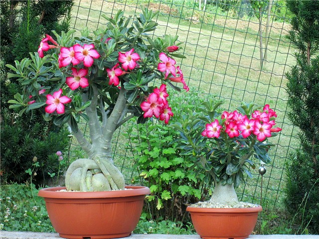 Adenium obesum