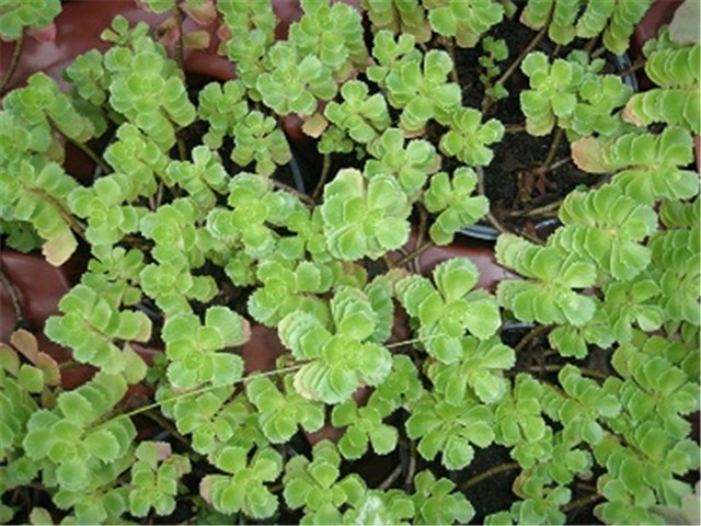 sedum