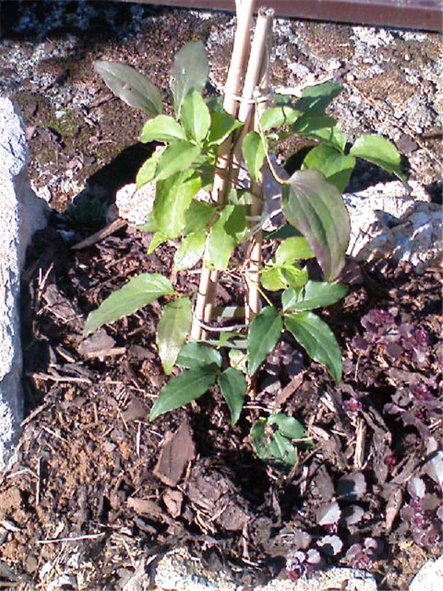 Klematis, Clematis 'Dr. Ruppel'