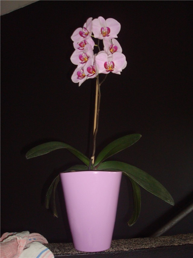 Phalaeonopsis