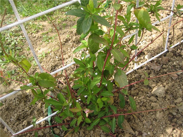 Lonicera