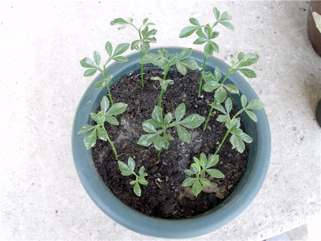 Poncirus Trifoliata