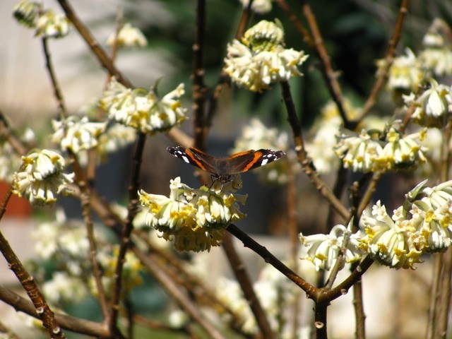 Edgeworthia chrysantha (papyrifera)