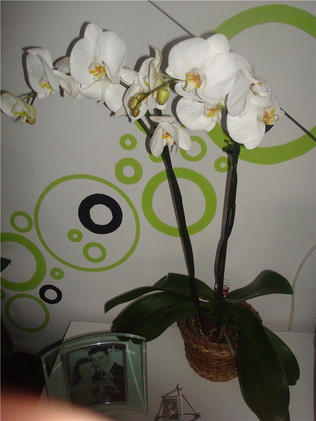 Phalaeonopsis bijeli