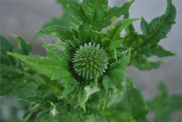 echinops