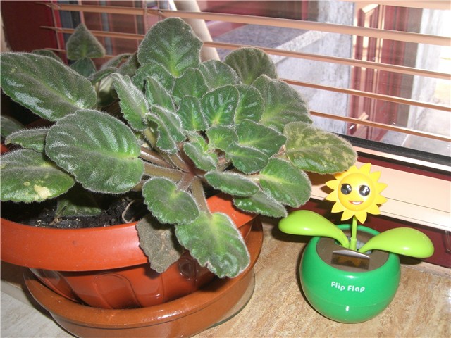 ljubicica