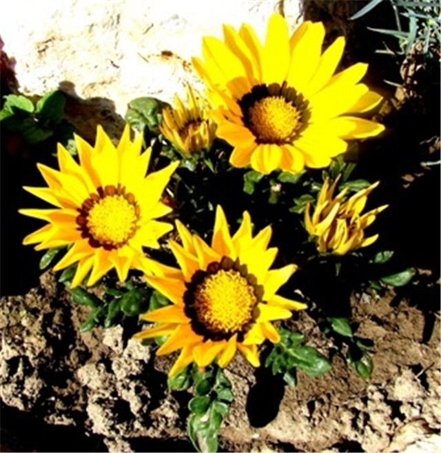 Gazanija