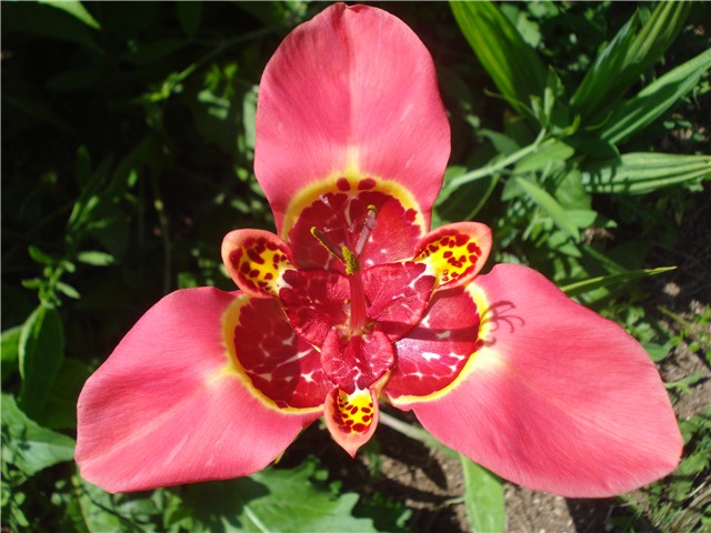tigridia