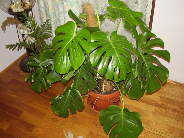 Monstera filadrendon