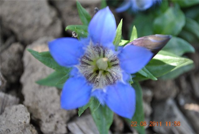 gentiana