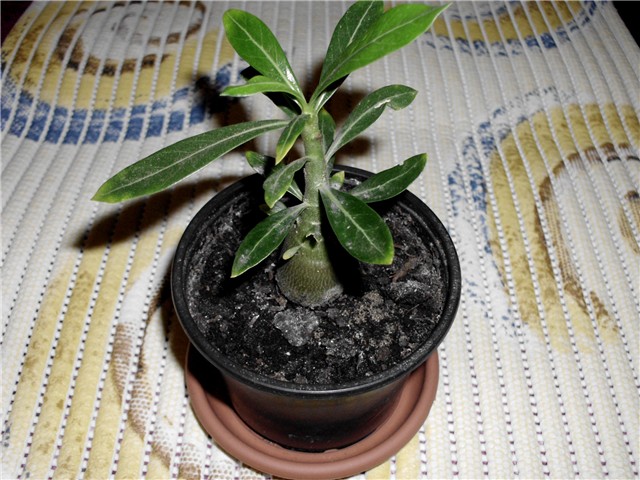 adenium4