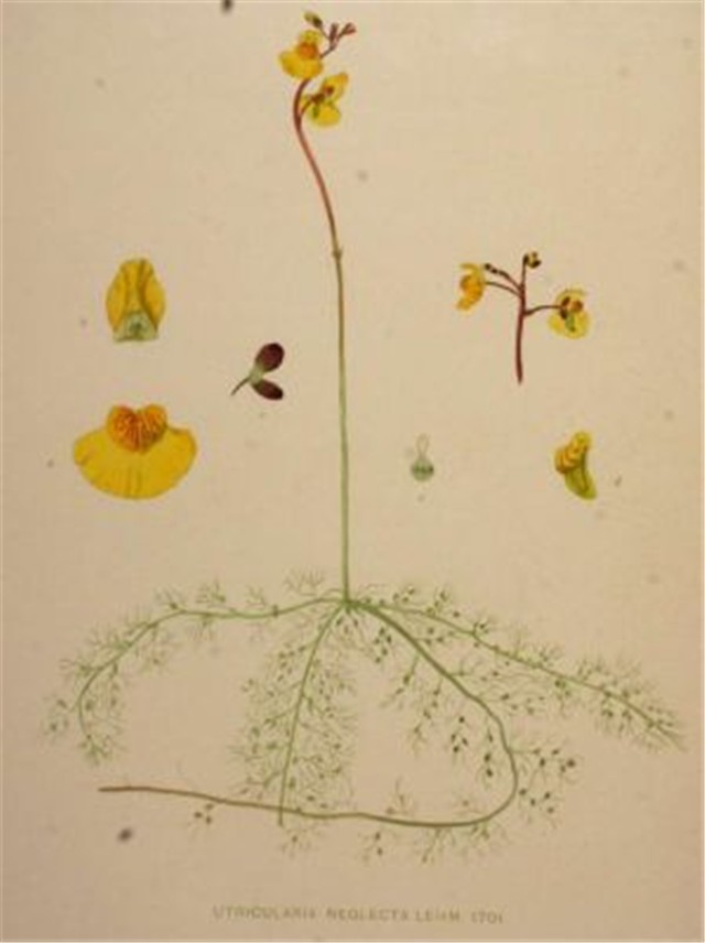 Utricularia-neglecta