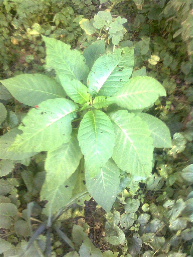 datura