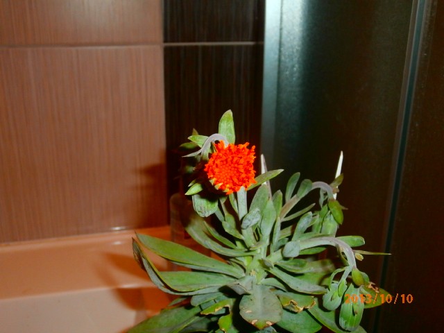 senecio