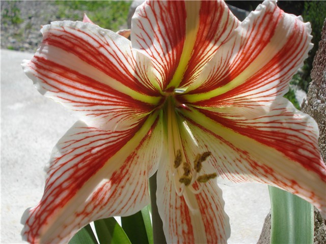 amarilis