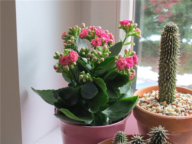 Kalanchoe blossfeldiana