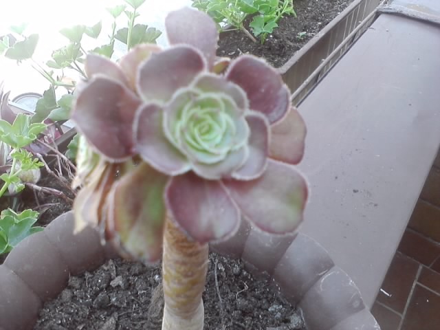 aeonium crni