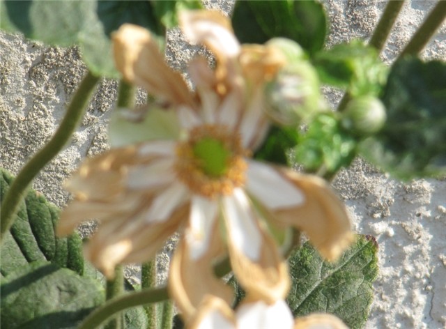 Anemone japonica