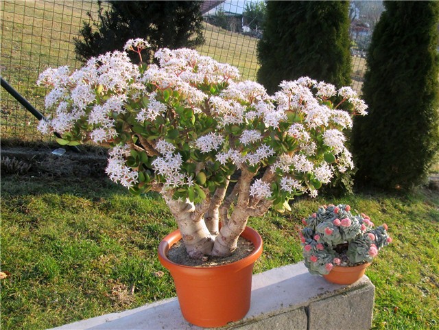 Crassula morgans beauty, ovata