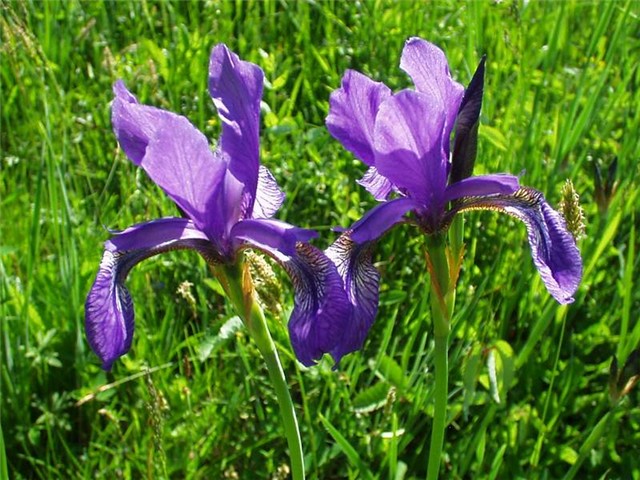 perunika