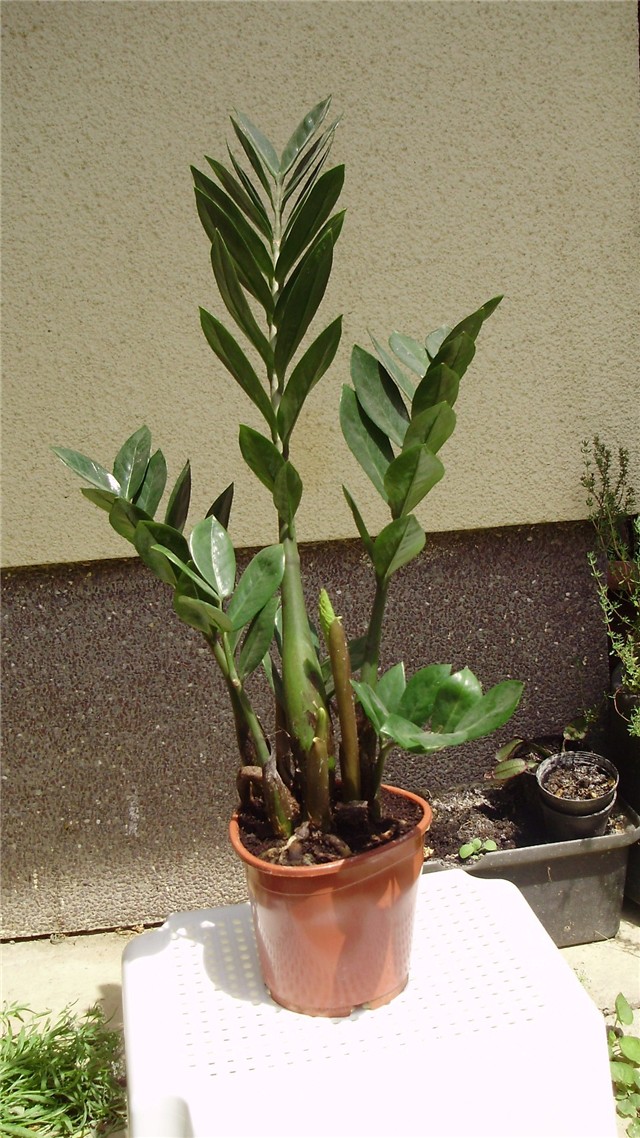 zamioculcas