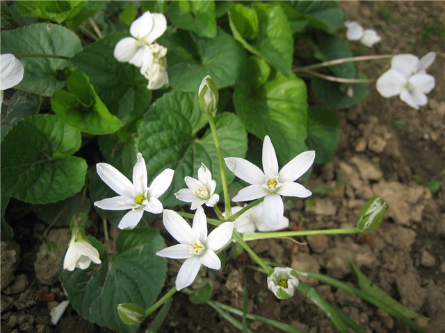 Bijelo cvijeće