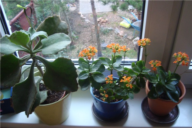 kalanchoe