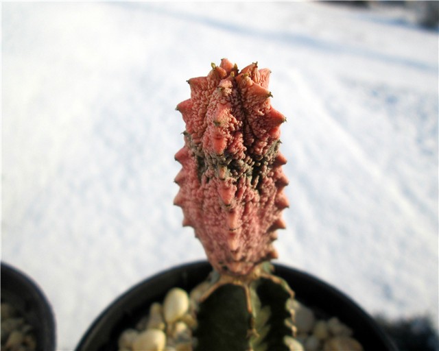  Euphorbia abdelkuri damask