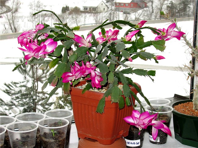 Schlumbergera truncata