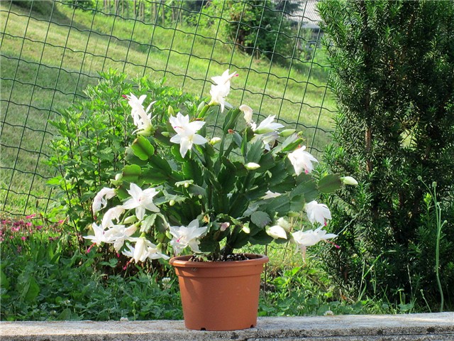 Schlumbergera truncata