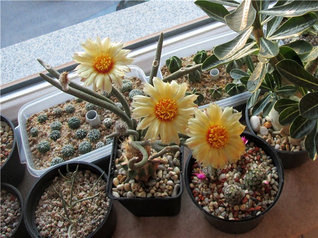 Astrophytum caput medusae