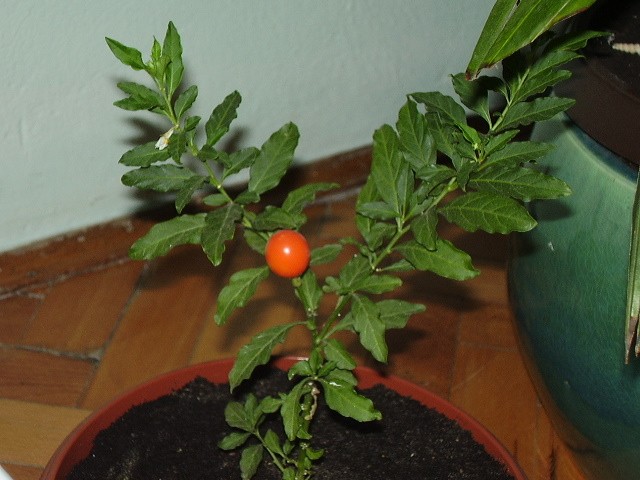 Solanum