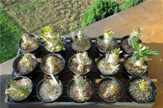 pachypodium seedlings